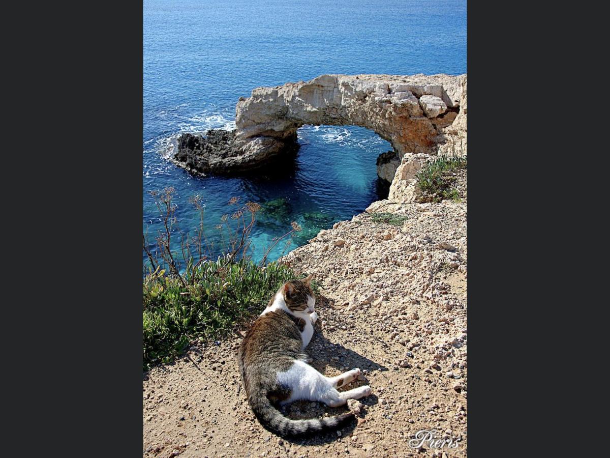 Villa Nissi Beach 28 Ayia Napa Bagian luar foto